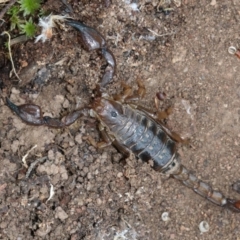 Urodacus manicatus (Black Rock Scorpion) at Majura, ACT - 21 Nov 2018 by jb2602