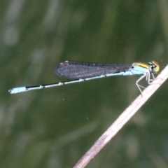 Pseudagrion aureofrons (Gold-fronted Riverdamsel) at Campbell, ACT - 19 Nov 2018 by jb2602