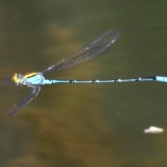 Pseudagrion aureofrons at Campbell, ACT - 19 Nov 2018