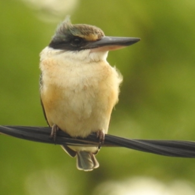 Todiramphus sanctus (Sacred Kingfisher) at Kambah, ACT - 21 Nov 2018 by HelenCross