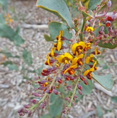 Daviesia latifolia (Hop Bitter-Pea) at National Arboretum Forests - 4 Oct 2018 by galah681