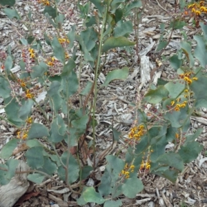 Daviesia latifolia at Molonglo Valley, ACT - 4 Oct 2018