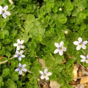 Lobelia pedunculata at Molonglo Valley, ACT - 28 Dec 2017