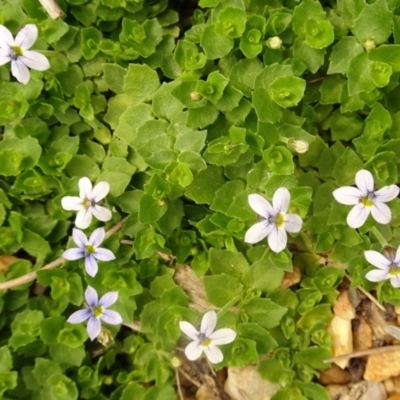 Lobelia pedunculata (Matted Pratia) at Molonglo Valley, ACT - 27 Dec 2017 by galah681