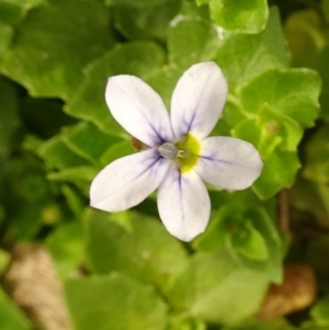 Lobelia pedunculata at Molonglo Valley, ACT - 28 Dec 2017