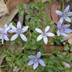 Isotoma fluviatilis subsp. australis (Swamp Isotome) at Molonglo Valley, ACT - 21 Nov 2018 by galah681