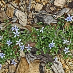 Isotoma fluviatilis subsp. australis at Molonglo Valley, ACT - 22 Nov 2018 09:27 AM