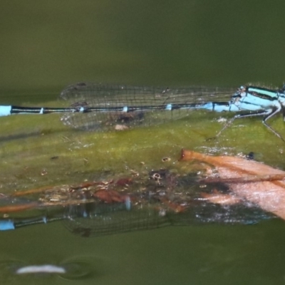 Austroagrion watsoni (Eastern Billabongfly) at Campbell, ACT - 19 Nov 2018 by jbromilow50