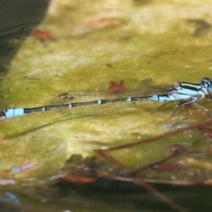 Austroagrion watsoni at Campbell, ACT - 19 Nov 2018