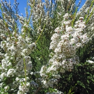 Kunzea ericoides at Molonglo Valley, ACT - 30 Nov 2017 11:30 AM