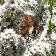 Kunzea ericoides at Molonglo Valley, ACT - 30 Nov 2017 11:30 AM