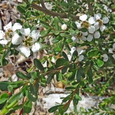 Leptospermum obovatum (River Tea Tree) at Sth Tablelands Ecosystem Park - 28 Nov 2018 by galah681