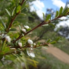 Leptospermum obovatum at Molonglo Valley, ACT - 29 Nov 2018