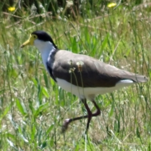 Vanellus miles at Molonglo Valley, ACT - 30 Nov 2017 11:45 AM