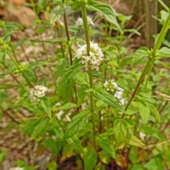 Mentha australis (River Mint) at Molonglo Valley, ACT - 28 Dec 2017 by galah681