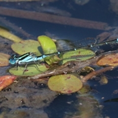Austroagrion watsoni (Eastern Billabongfly) at Campbell, ACT - 19 Nov 2018 by jb2602