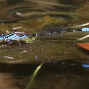 Austroagrion watsoni at Campbell, ACT - 19 Nov 2018