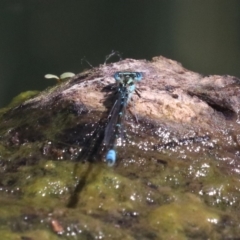 Austroagrion watsoni at Campbell, ACT - 19 Nov 2018 04:15 PM