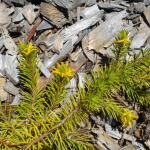 Persoonia chamaepeuce at Molonglo Valley, ACT - 30 Nov 2017