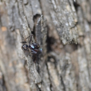 Milichiidae (family) at Wamboin, NSW - 27 Oct 2018 06:11 PM