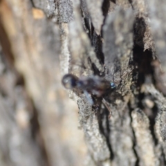 Milichiidae (family) at Wamboin, NSW - 27 Oct 2018 06:11 PM