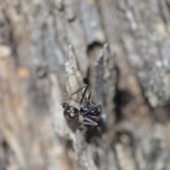 Milichiidae (family) at Wamboin, NSW - 27 Oct 2018 06:11 PM