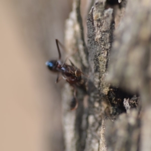 Milichiidae (family) at Wamboin, NSW - 27 Oct 2018