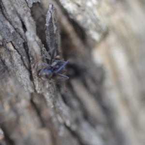 Milichiidae (family) at Wamboin, NSW - 27 Oct 2018 06:11 PM