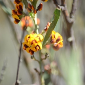 Daviesia mimosoides subsp. mimosoides at Wamboin, NSW - 27 Oct 2018