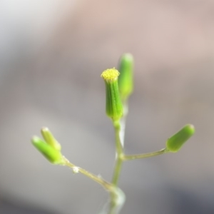 Senecio quadridentatus at Wamboin, NSW - 27 Oct 2018