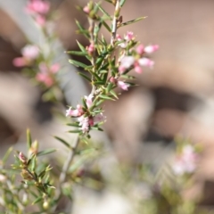 Lissanthe strigosa subsp. subulata (Peach Heath) at Wamboin, NSW - 27 Oct 2018 by natureguy