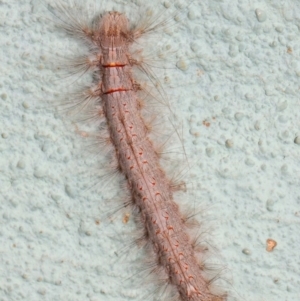 Lasiocampidae (family) at Canberra Central, ACT - 21 Nov 2018 01:34 PM