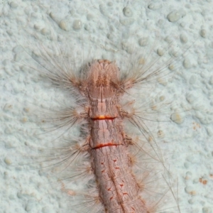 Lasiocampidae (family) at Canberra Central, ACT - 21 Nov 2018 01:34 PM