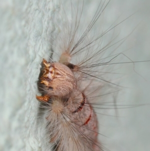 Lasiocampidae (family) at Canberra Central, ACT - 21 Nov 2018 01:34 PM