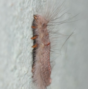 Lasiocampidae (family) at Canberra Central, ACT - 21 Nov 2018 01:34 PM