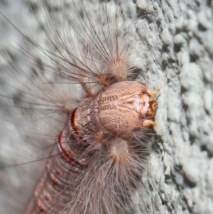 Lasiocampidae (family) at Canberra Central, ACT - 21 Nov 2018 01:34 PM