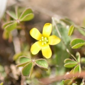 Oxalis perennans at Wamboin, NSW - 27 Oct 2018