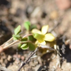 Oxalis perennans at Wamboin, NSW - 27 Oct 2018 12:31 PM