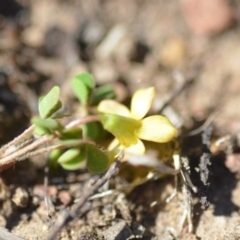 Oxalis perennans at Wamboin, NSW - 27 Oct 2018 12:31 PM