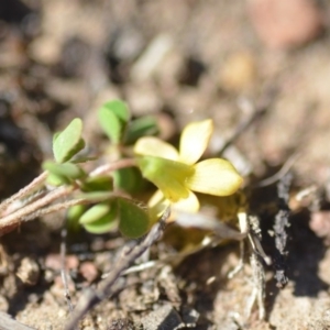 Oxalis perennans at Wamboin, NSW - 27 Oct 2018