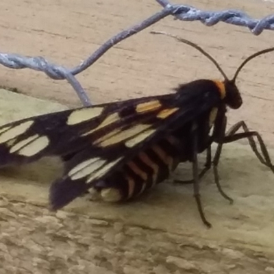Amata nigriceps (A Handmaiden moth) at Bawley Point, NSW - 22 Nov 2018 by GLemann
