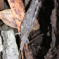 Coryphistes ruricola (Bark-mimicking Grasshopper) at Majura, ACT - 21 Nov 2018 by jb2602