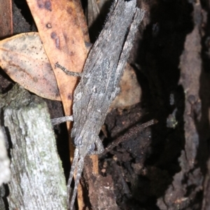 Coryphistes ruricola at Majura, ACT - 21 Nov 2018