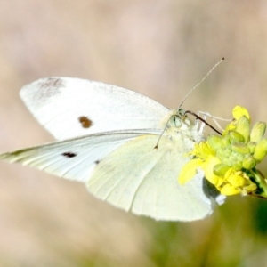 Pieris rapae at Acton, ACT - 19 Nov 2018