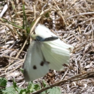 Pieris rapae at Acton, ACT - 19 Nov 2018