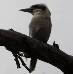 Dacelo novaeguineae (Laughing Kookaburra) at Deakin, ACT - 22 Nov 2018 by JackyF