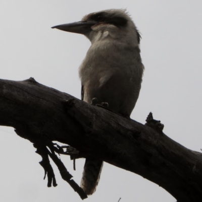 Dacelo novaeguineae (Laughing Kookaburra) at Deakin, ACT - 23 Nov 2018 by JackyF