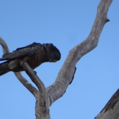 Callocephalon fimbriatum (Gang-gang Cockatoo) at GG156 - 22 Nov 2018 by JackyF