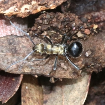 Polyrhachis semiaurata (A golden spiny ant) at Majura, ACT - 21 Nov 2018 by jb2602