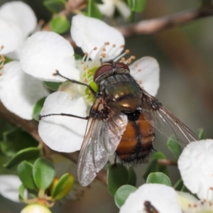 Rutilia sp. (genus) at Hackett, ACT - 21 Nov 2018